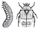 Pachnoda marginata