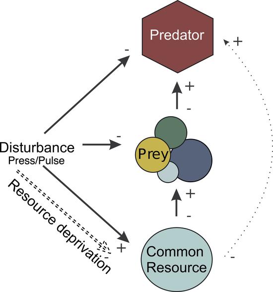 Community dynamics and stability