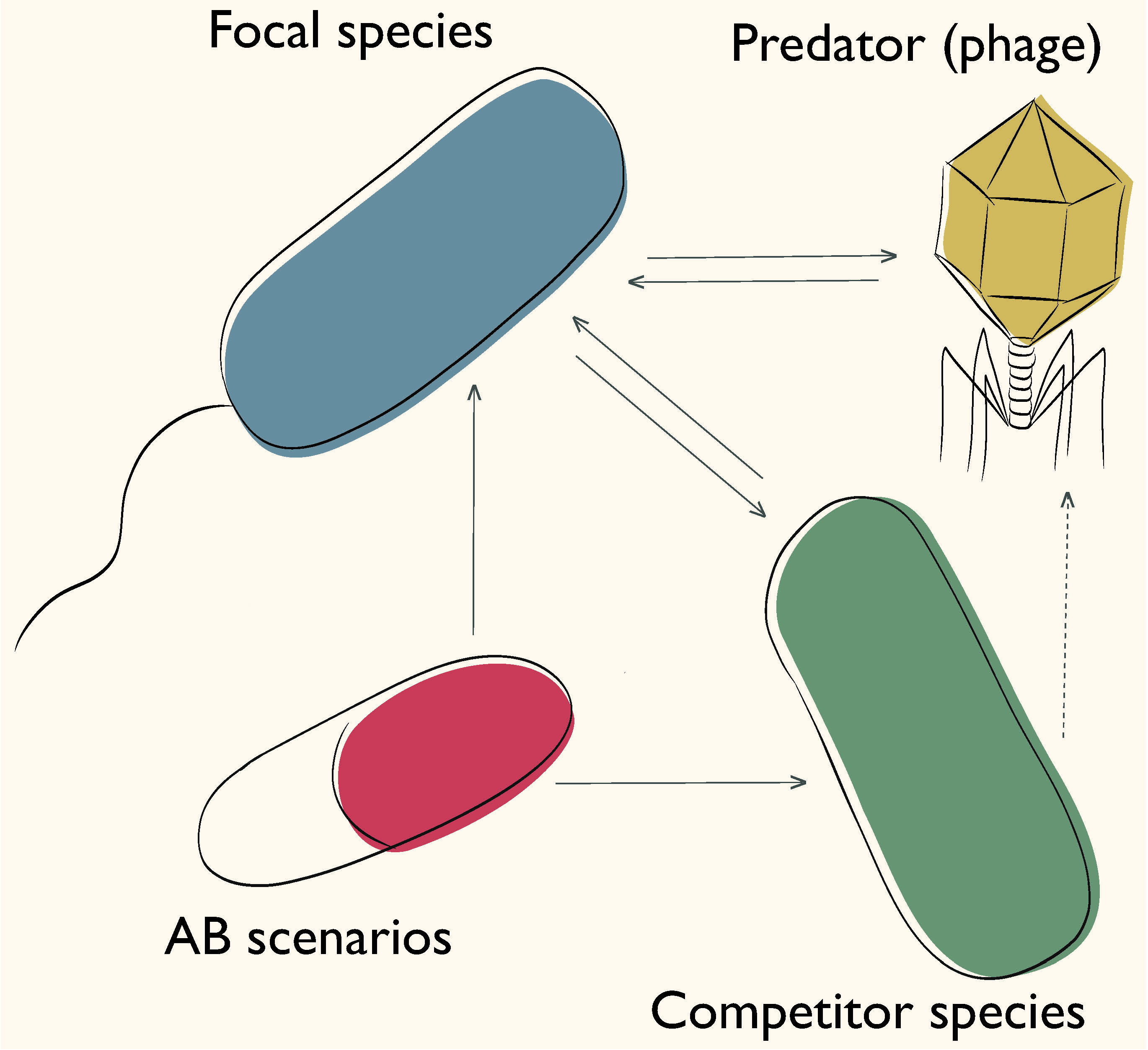Eco-evolutionary dynamics and trait evolution | C. Karakoç