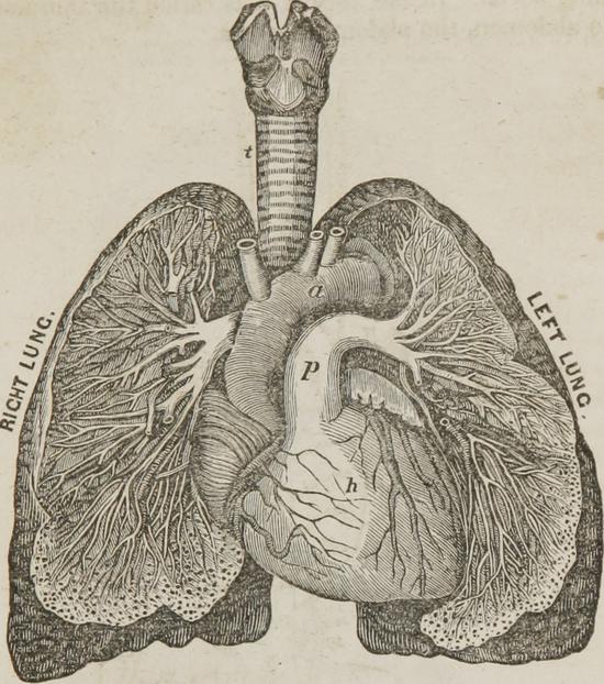 Microbial dynamics, infections, and evolutionary medicine